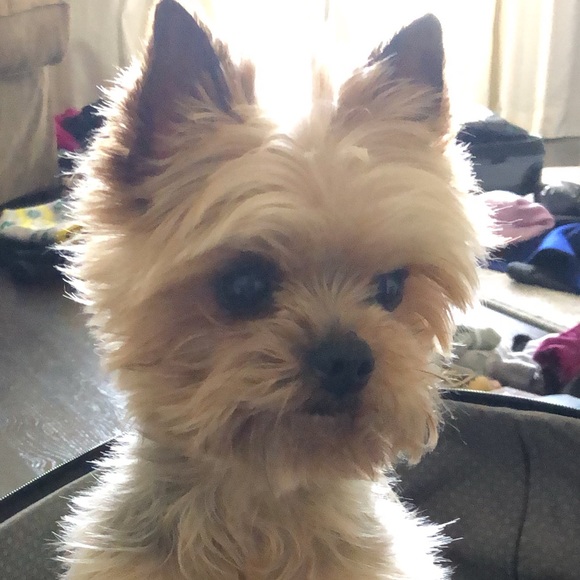 Meet your Posher, Claire - Picture 1 of 1